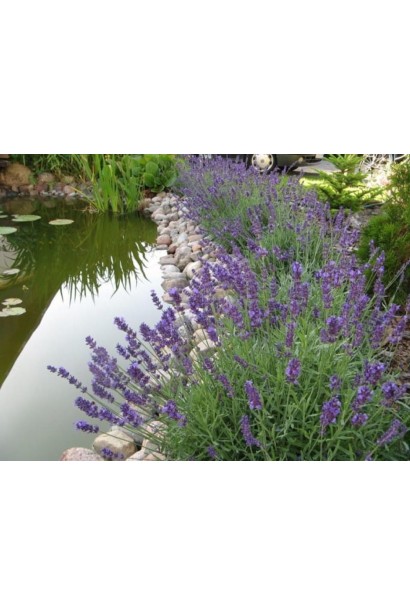 Лаванда Blue Scent Early посадка біля водойми